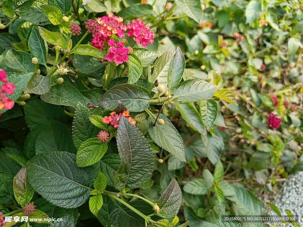 绿叶丛中娇艳的红色花卉