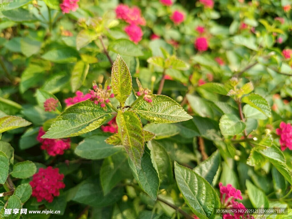 绿叶丛中绽放的娇艳红花