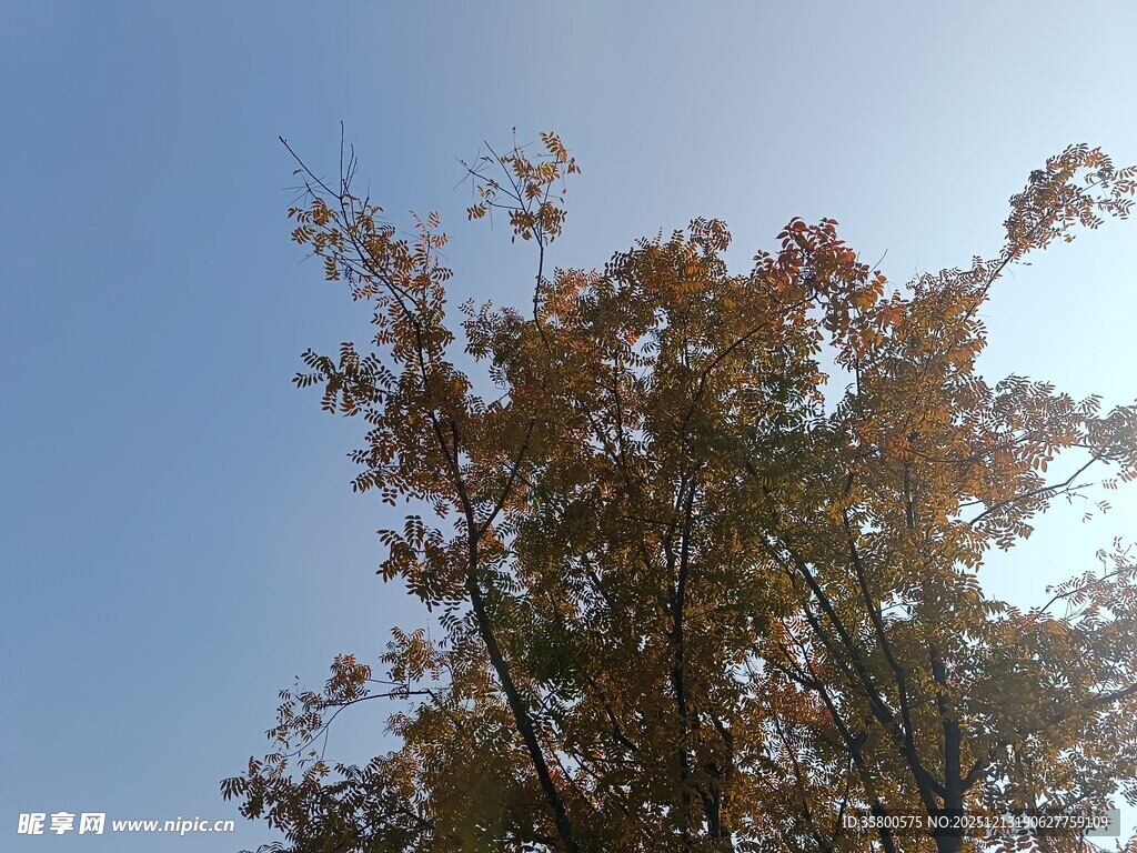 秋日树梢映蓝天