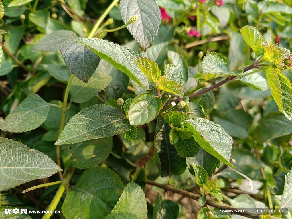 绿叶间的辣椒植株