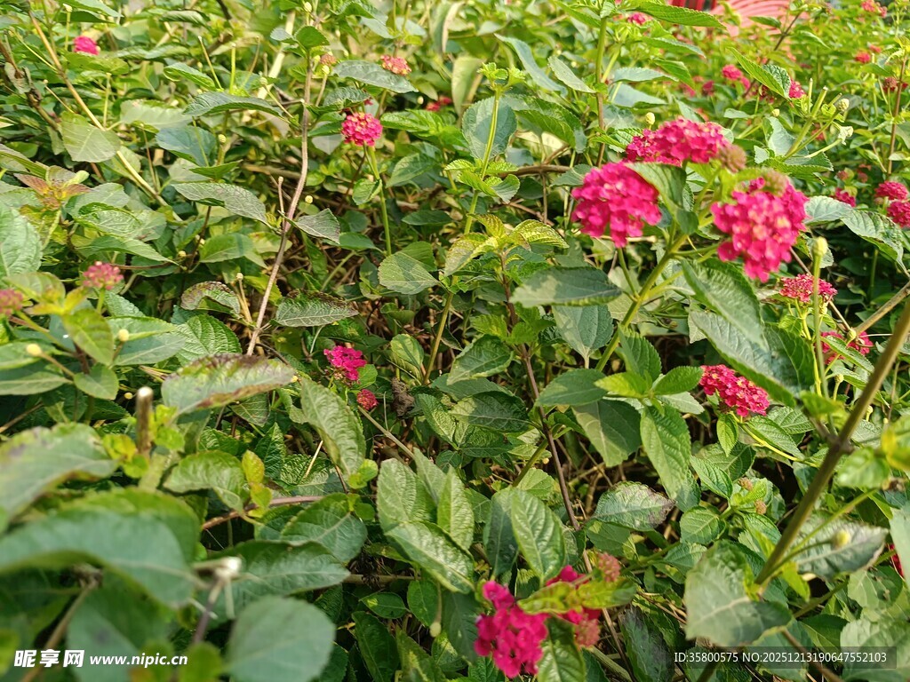 繁花绿叶的美丽植物景观