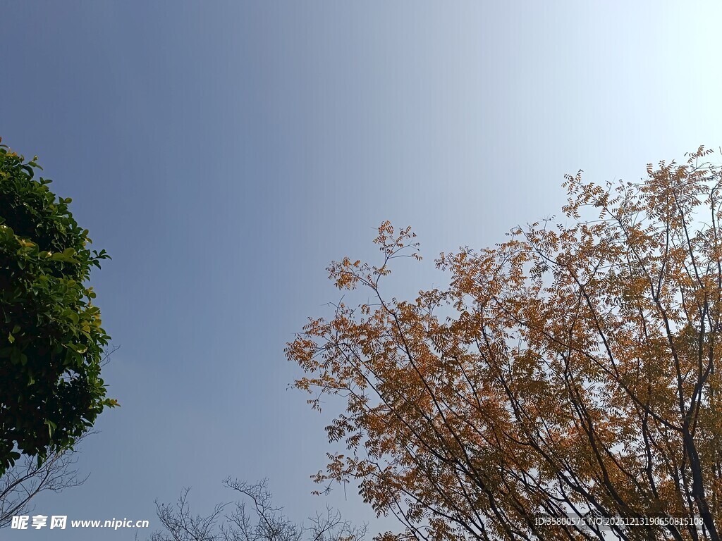 蓝天绿树间的秋日景致