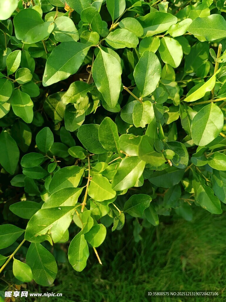 翠绿繁茂的叶片特写