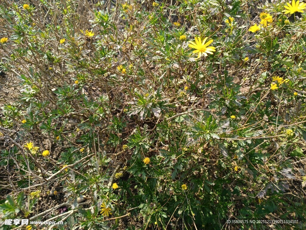 野外黄色小花植物景观