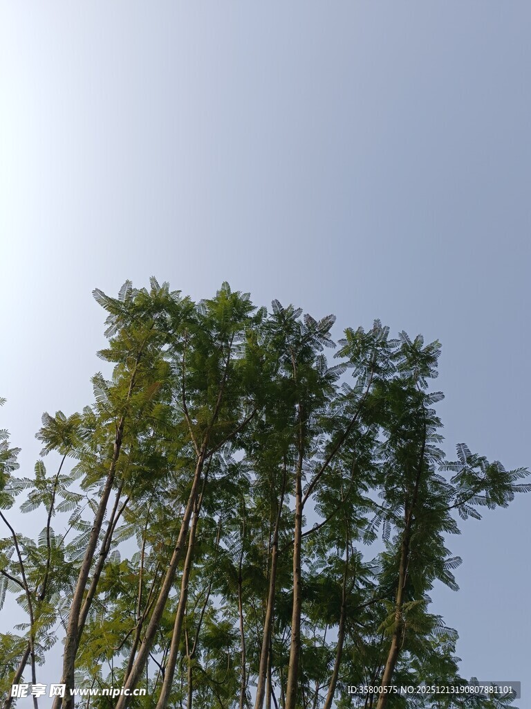 蓝天之下挺拔的绿竹