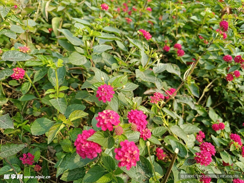 繁花绿叶的美丽景致