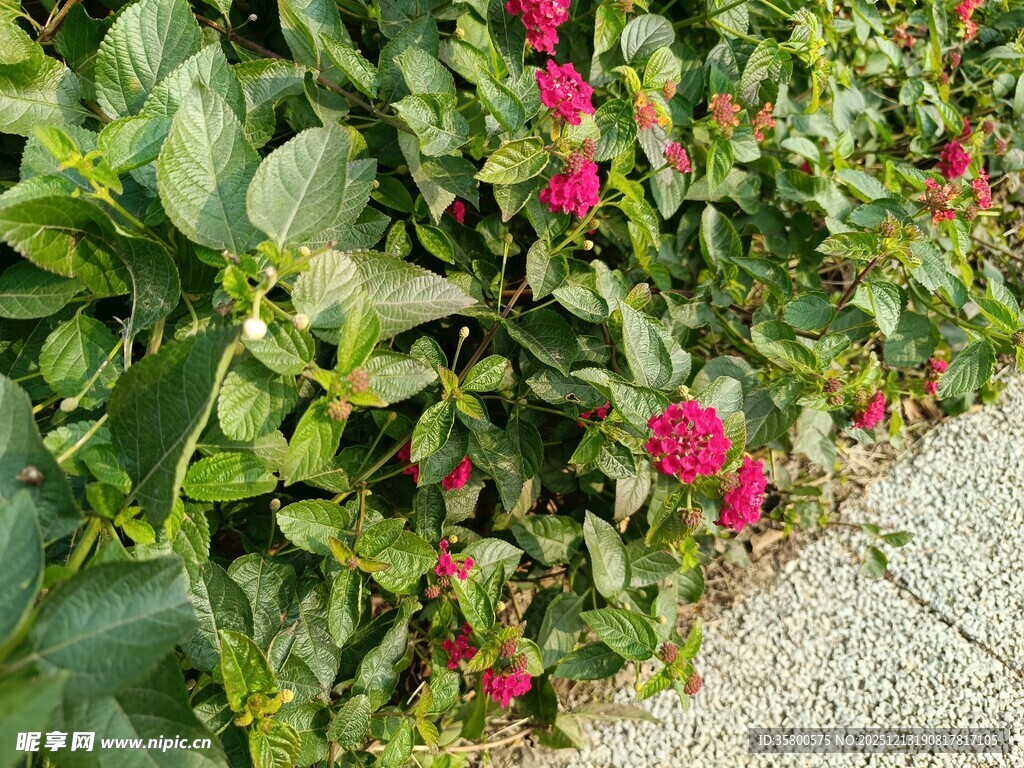 路边绽放的艳丽花丛