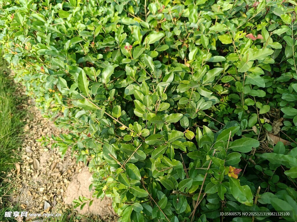 绿意盎然的繁茂植物景观