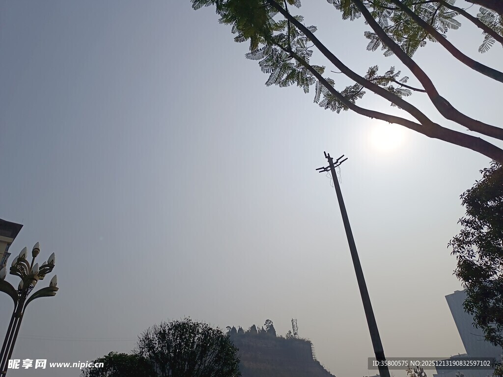 阳光下的城市树木景观