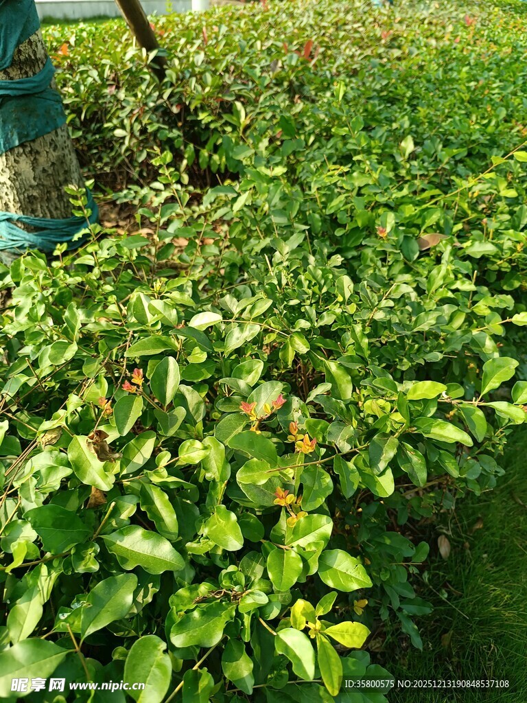 绿叶繁茂的植物景观