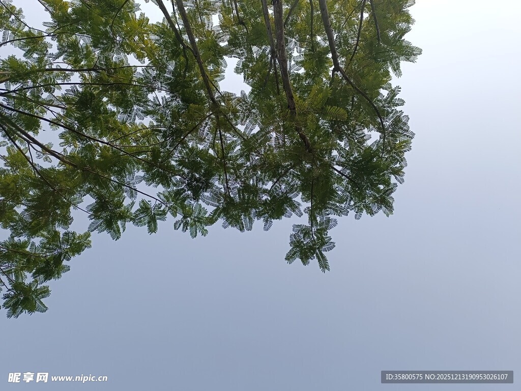 仰视绿树蓝天美景