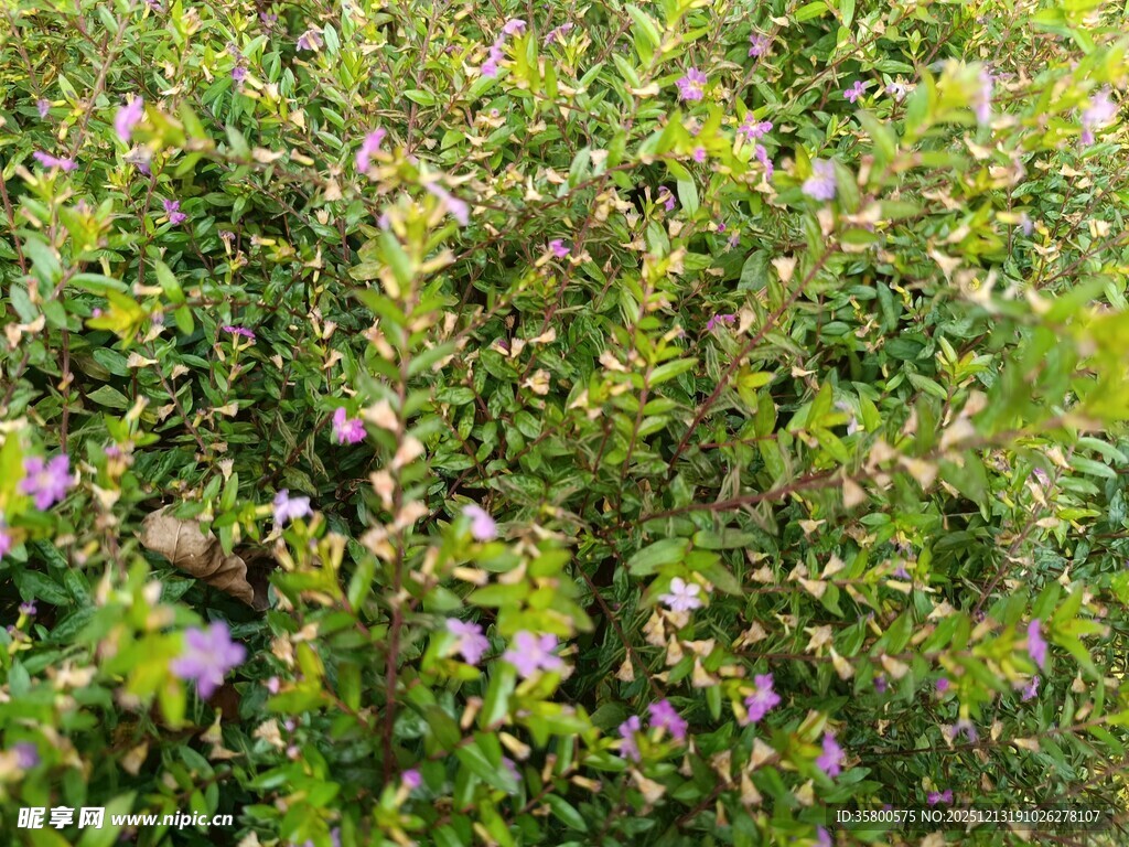 繁茂花丛中的紫色小花