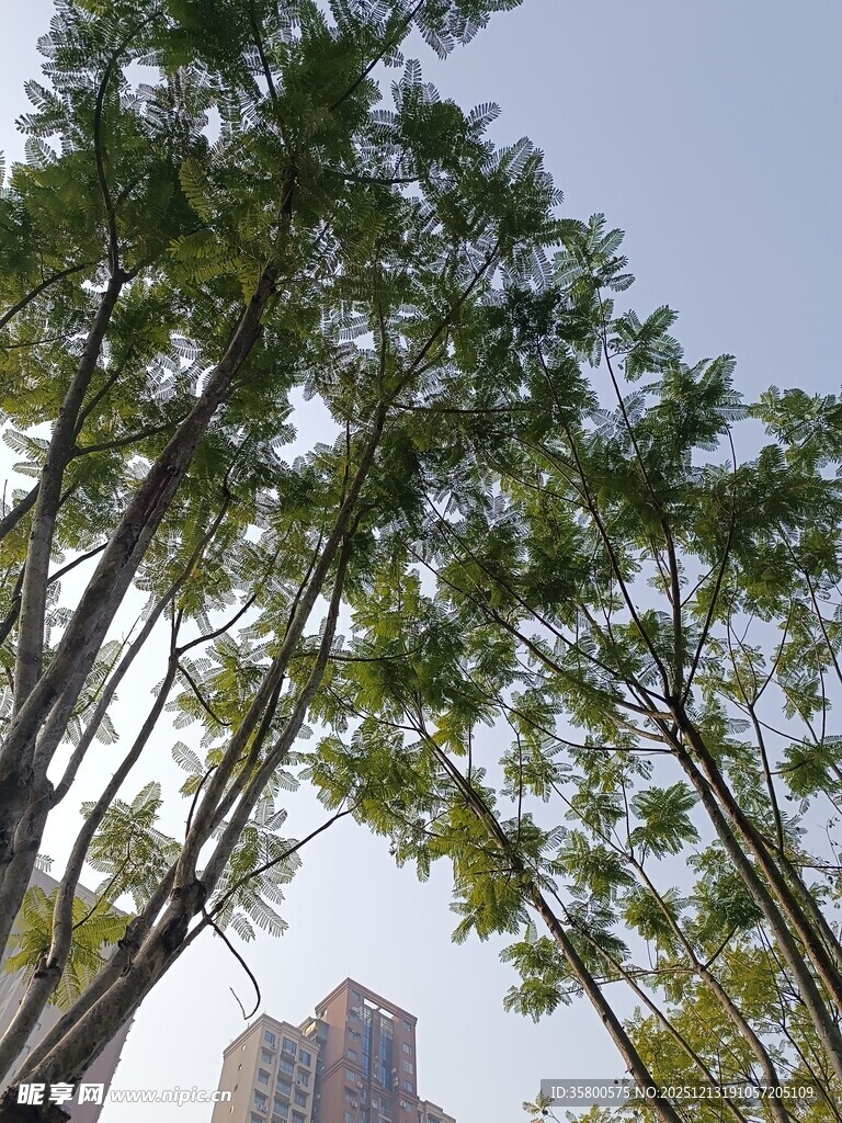 城市中林立的绿树与高楼