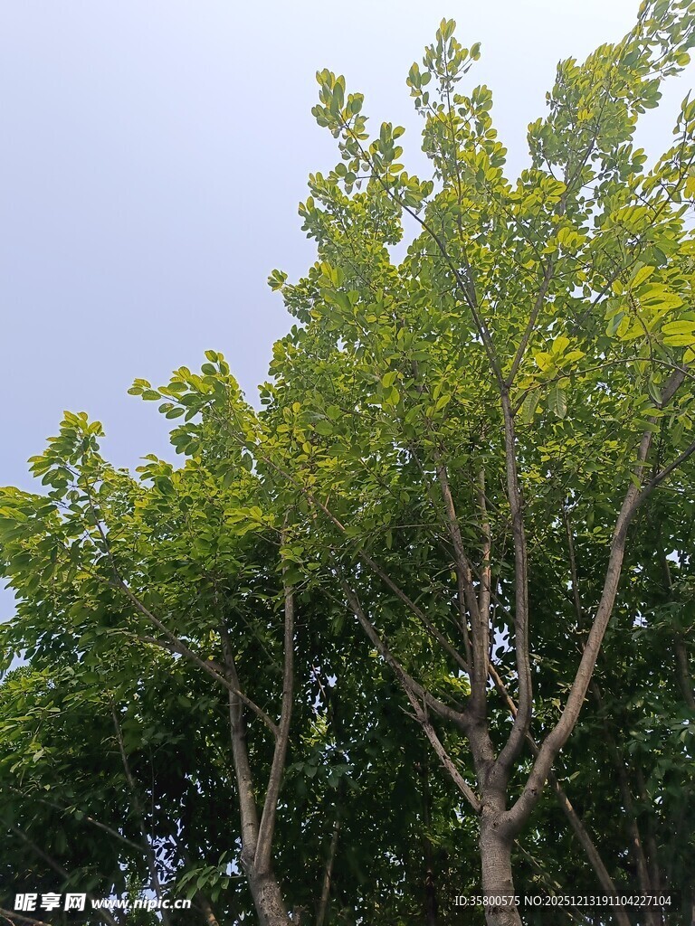 绿叶繁茂的树木