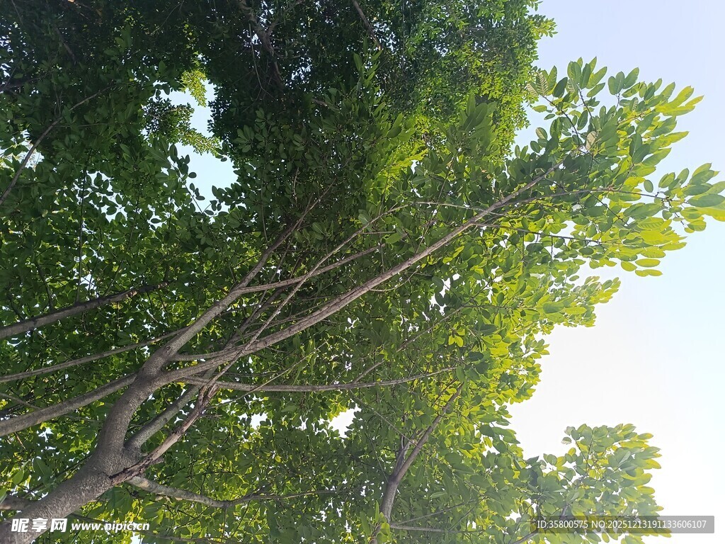仰视茂密枝叶的翠绿树木