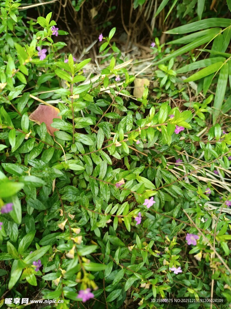 绿叶丛中的多彩果实