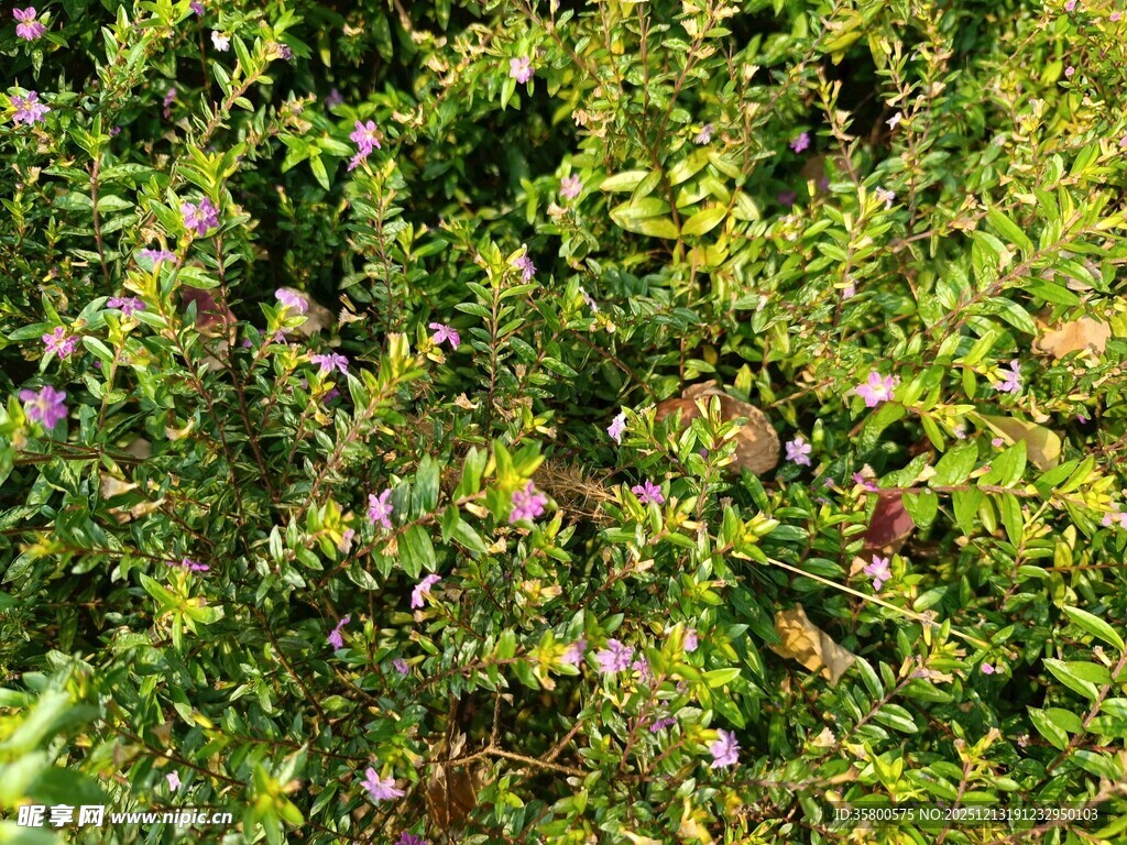 绿叶丛中的紫色小花