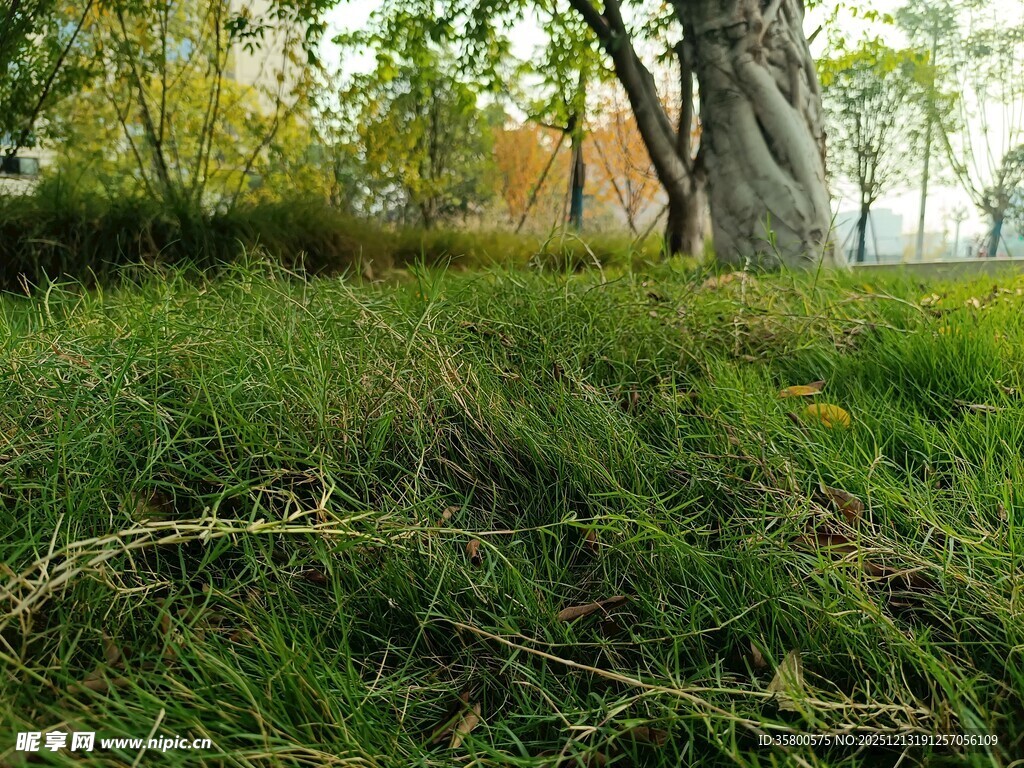 秋日树下的翠绿草地