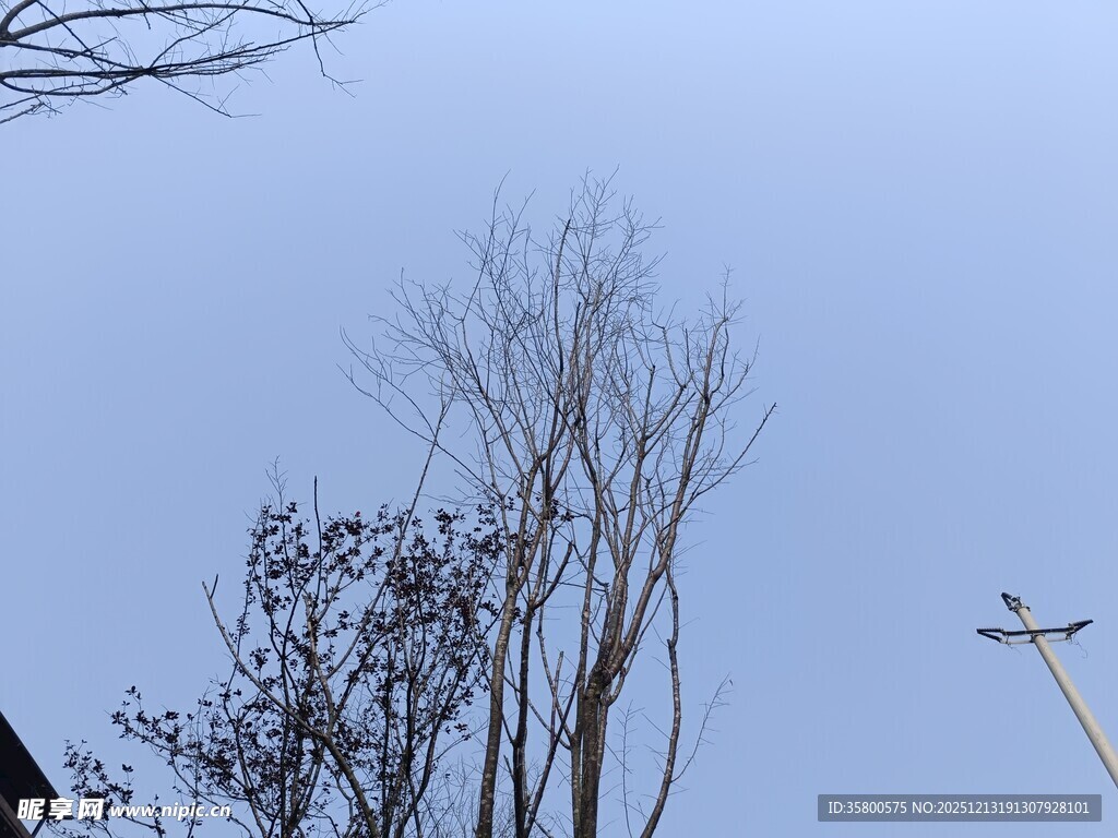 冬日枯树与路灯景象