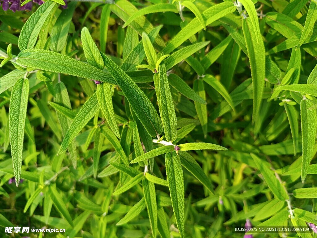 翠绿葱茏的蓬勃植物