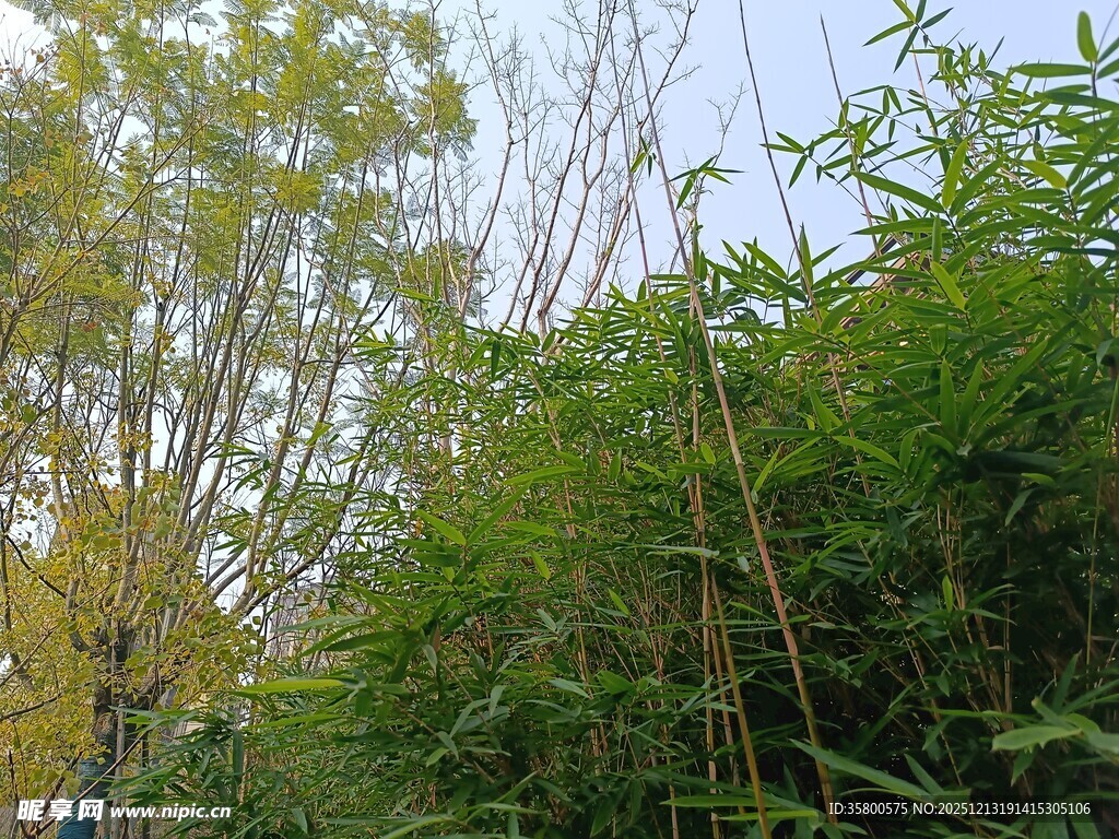 秋日葱郁树木景致