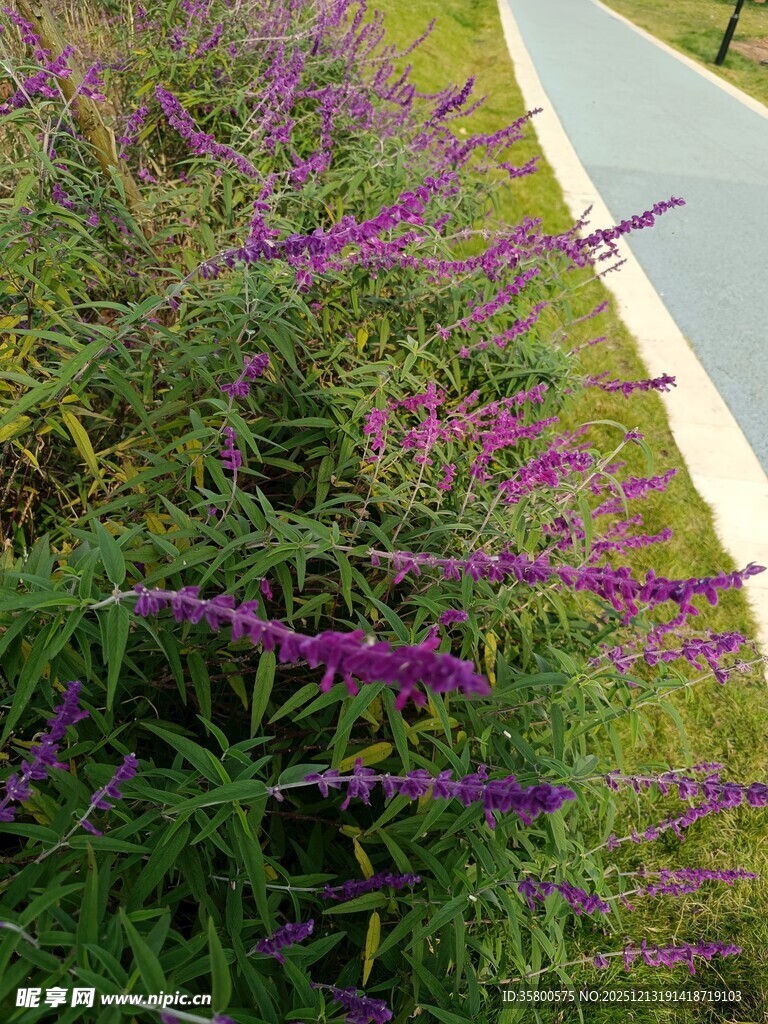 路边紫色花草风景