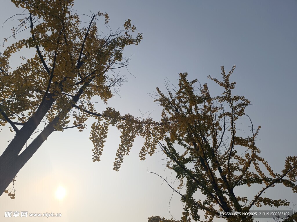 阳光下的银杏树枝