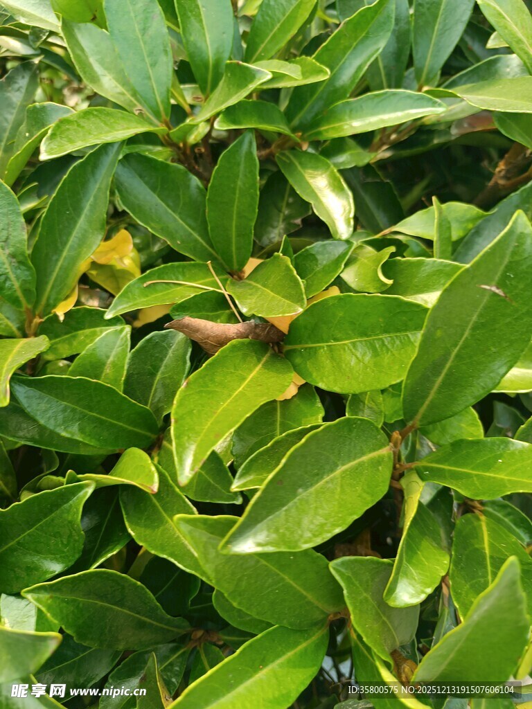 翠绿繁茂的植物叶片