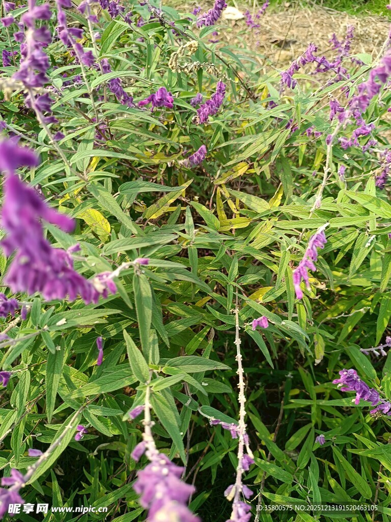 紫色花卉绽放绿意间