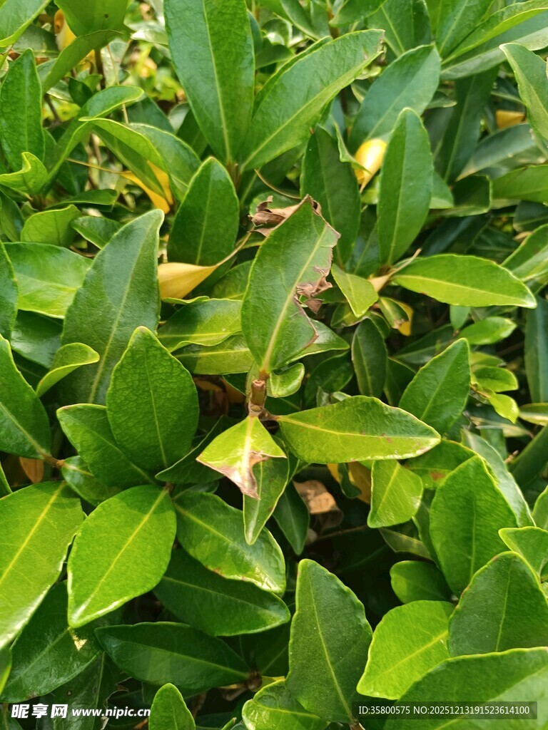翠绿繁茂的生机植物