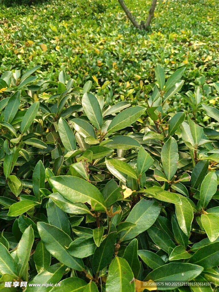 翠绿繁茂的植物景观