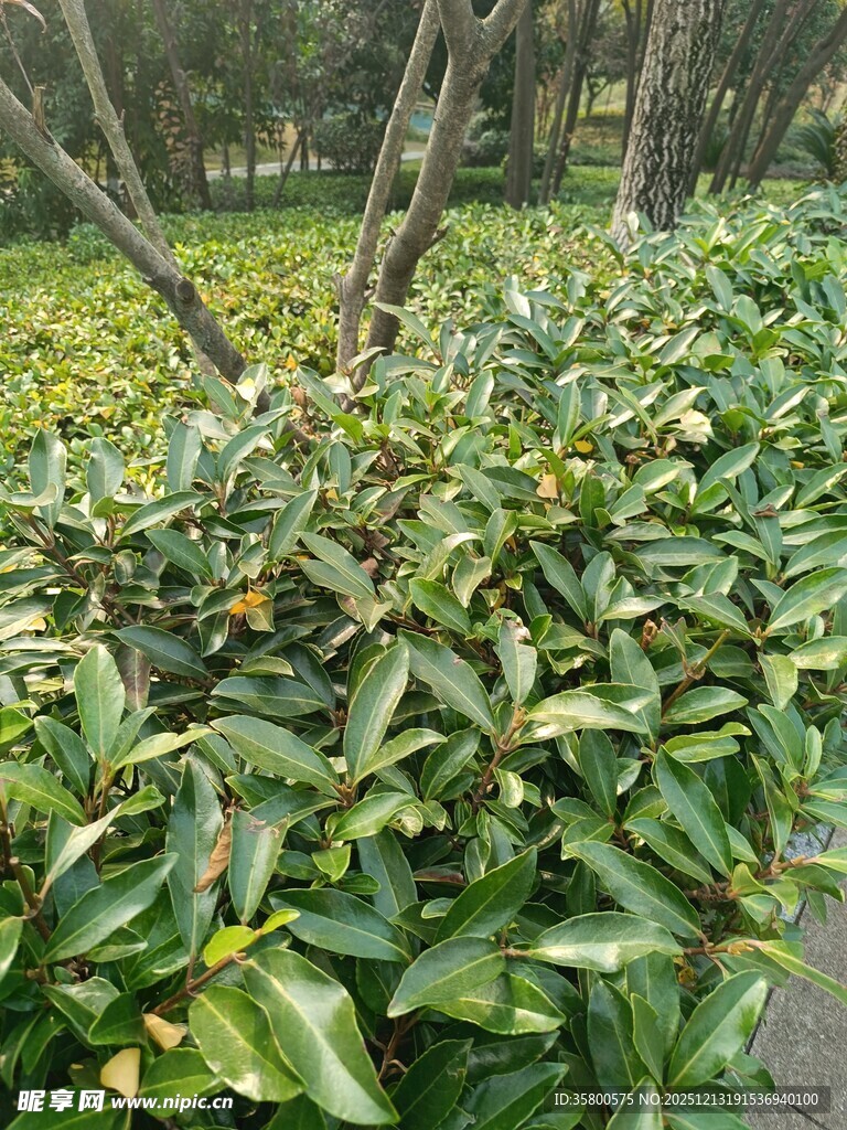 绿叶繁茂的路边植物景观