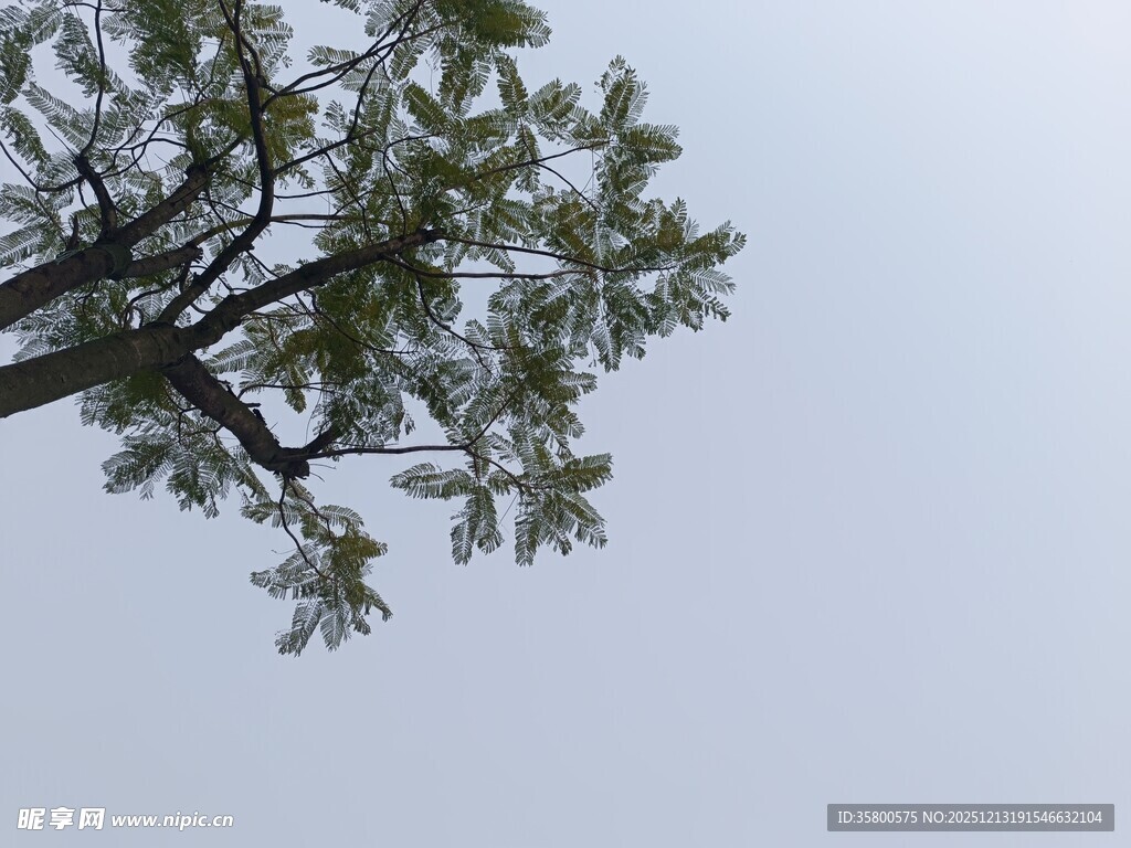 仰视树枝与天空