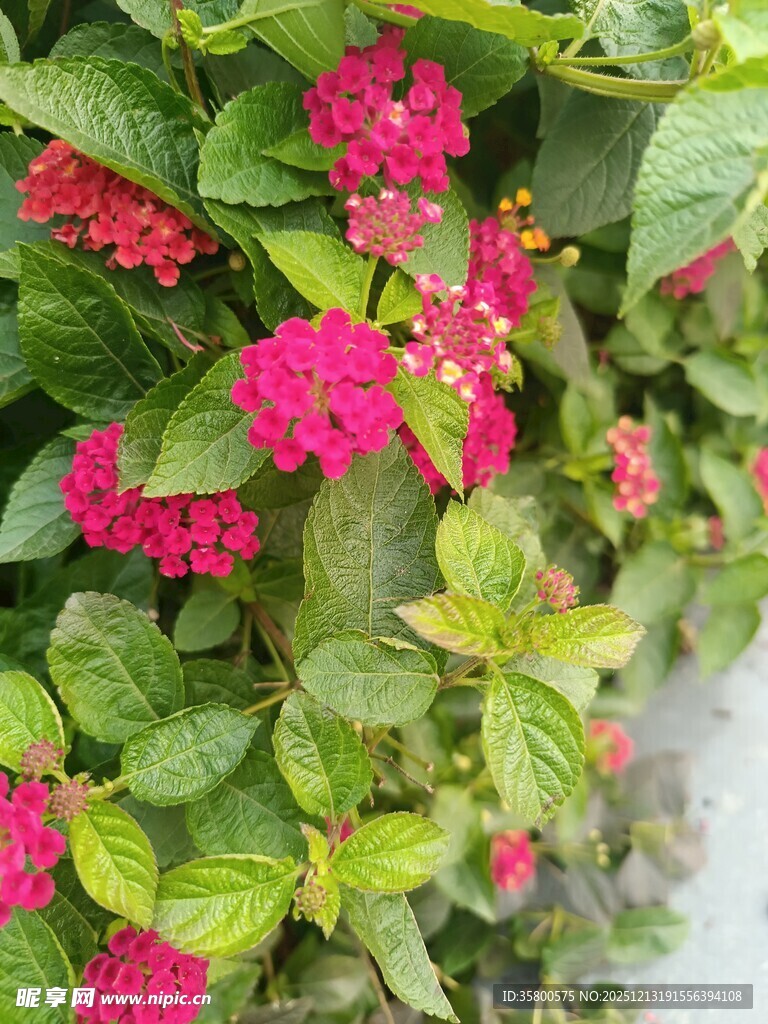 鲜艳红花配绿叶植物