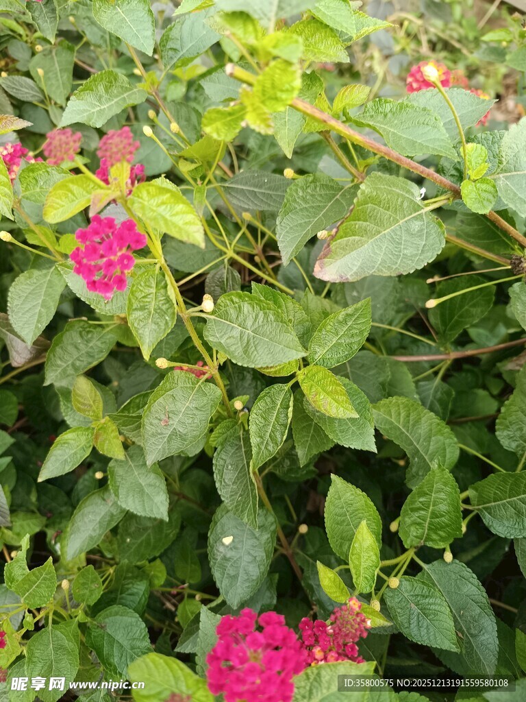绿叶丛中绽放的艳丽花朵