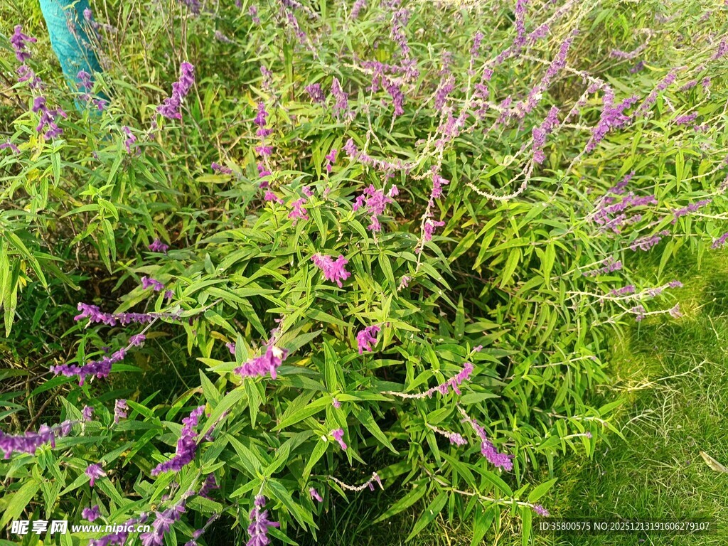 紫色花卉丛中的繁茂绿植