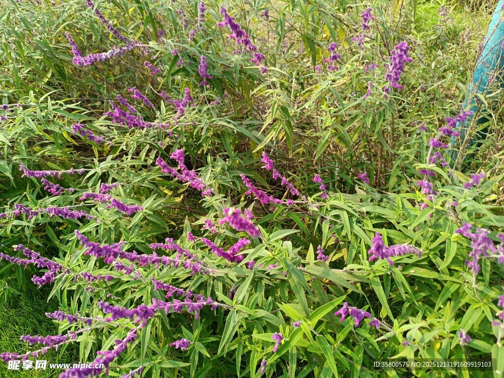 紫色花卉绿植景观