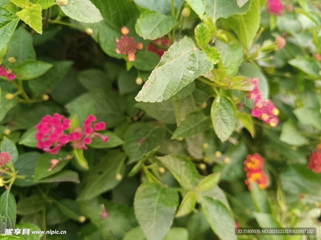 多彩马缨丹绽放绿意间