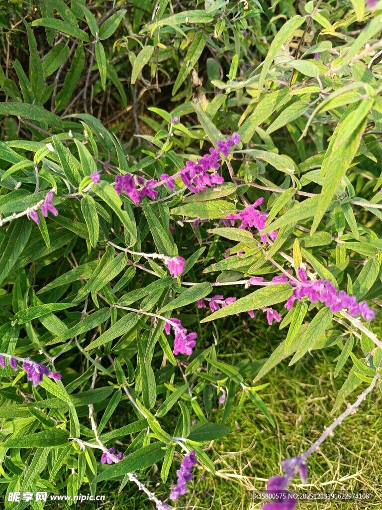 绿叶丛中的紫色小花