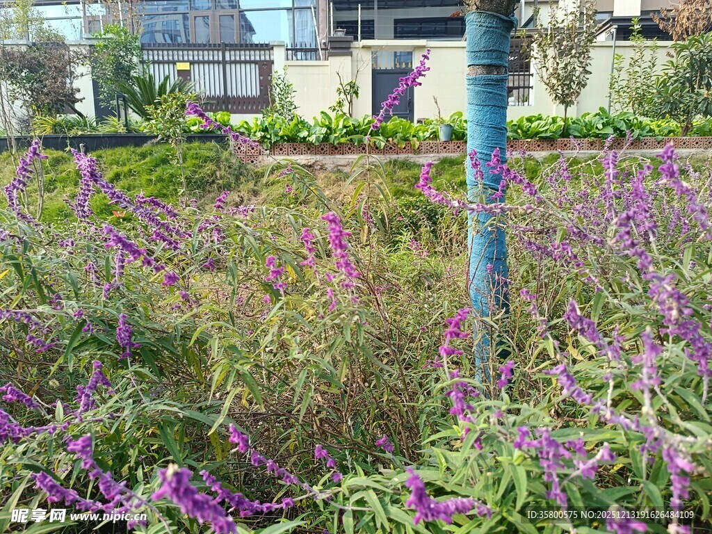 紫色花丛中的蓝色立柱