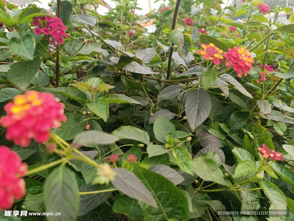 多彩马缨丹绽放