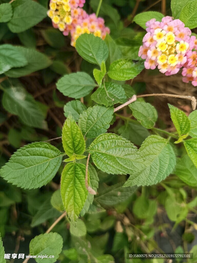 多彩马缨丹绽放绿叶间