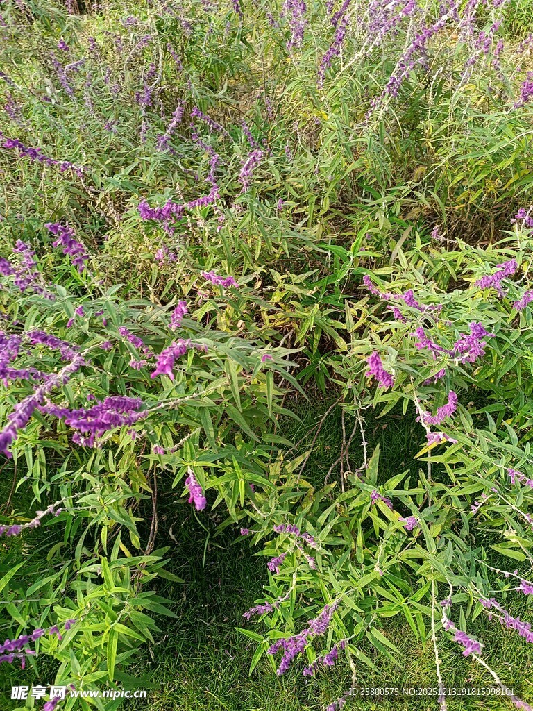 紫色花丛绿意盎然