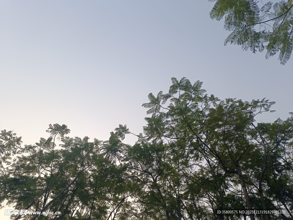 树梢之上的清朗天空