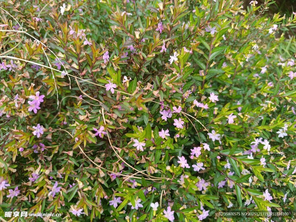繁茂花丛中的粉白小花