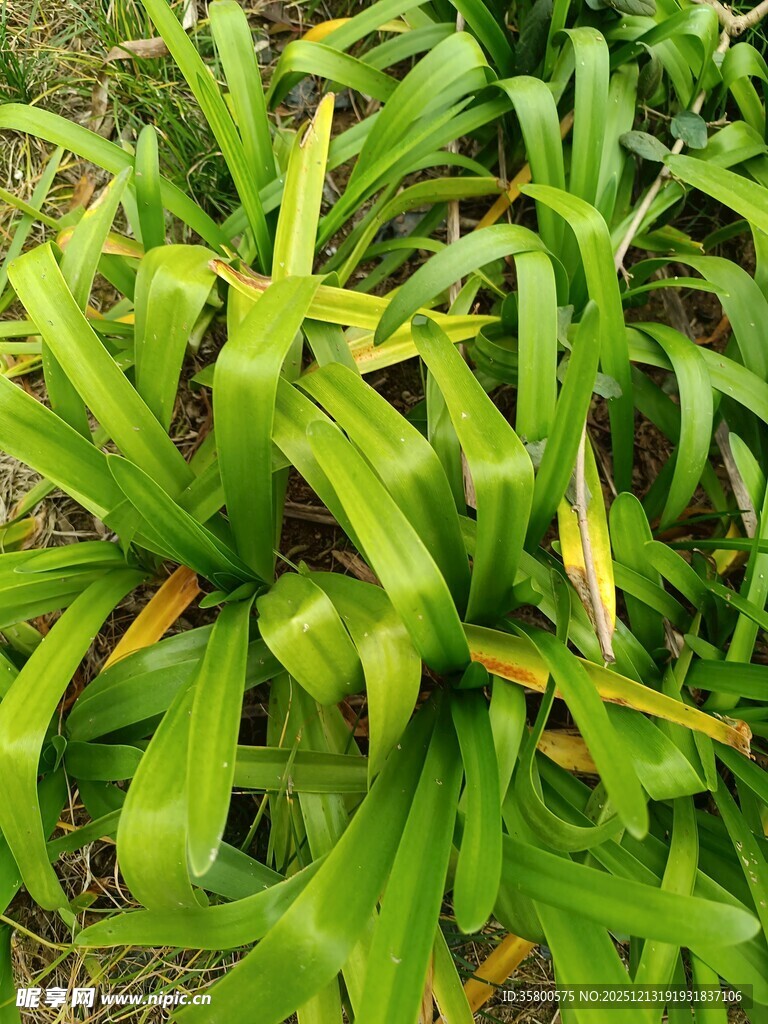 翠绿丛生的凤梨科植物