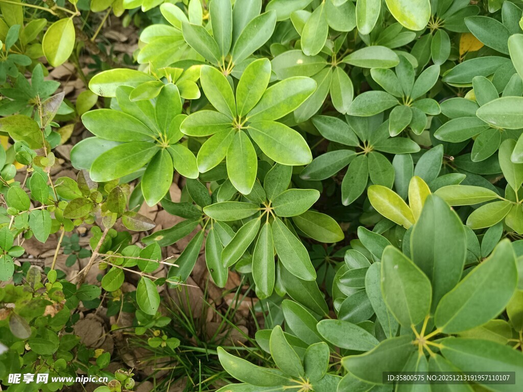 绿叶繁茂的植物景观
