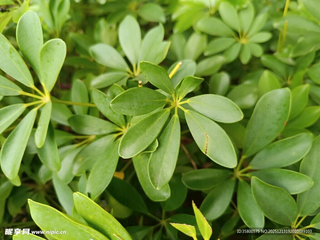 翠绿鹅掌柴叶片特写