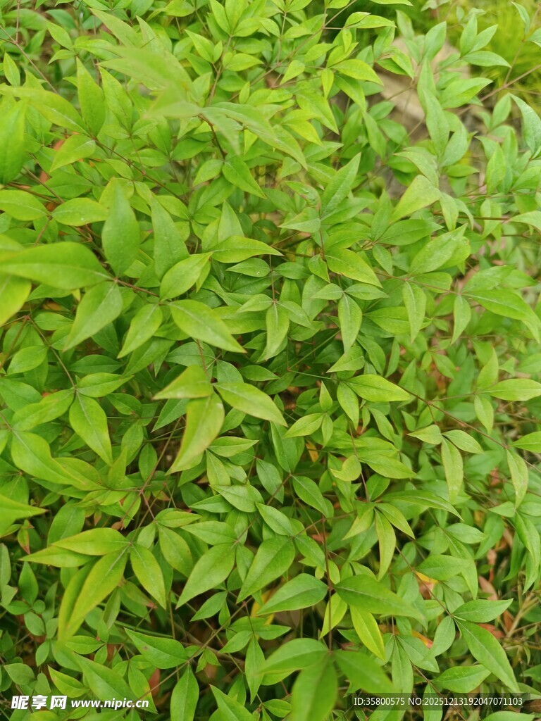 翠绿繁茂的植物叶片