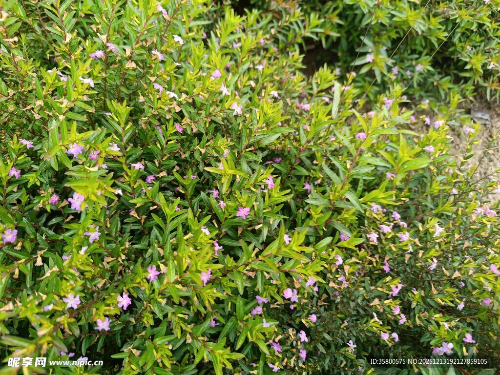 繁茂绿植与点缀小花